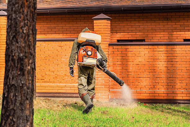 Trusted Ant Control service in Ampere North, NJ - Nex Pest Control